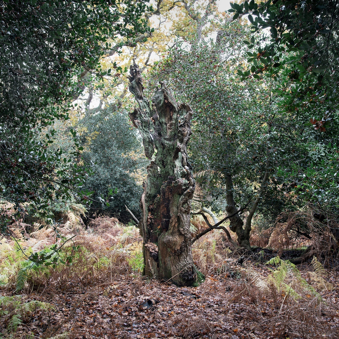 Land & Place – Into the woods